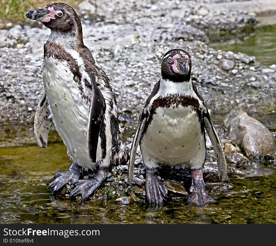 Couple of peruvian or Humboldt penguin. Couple of peruvian or Humboldt penguin