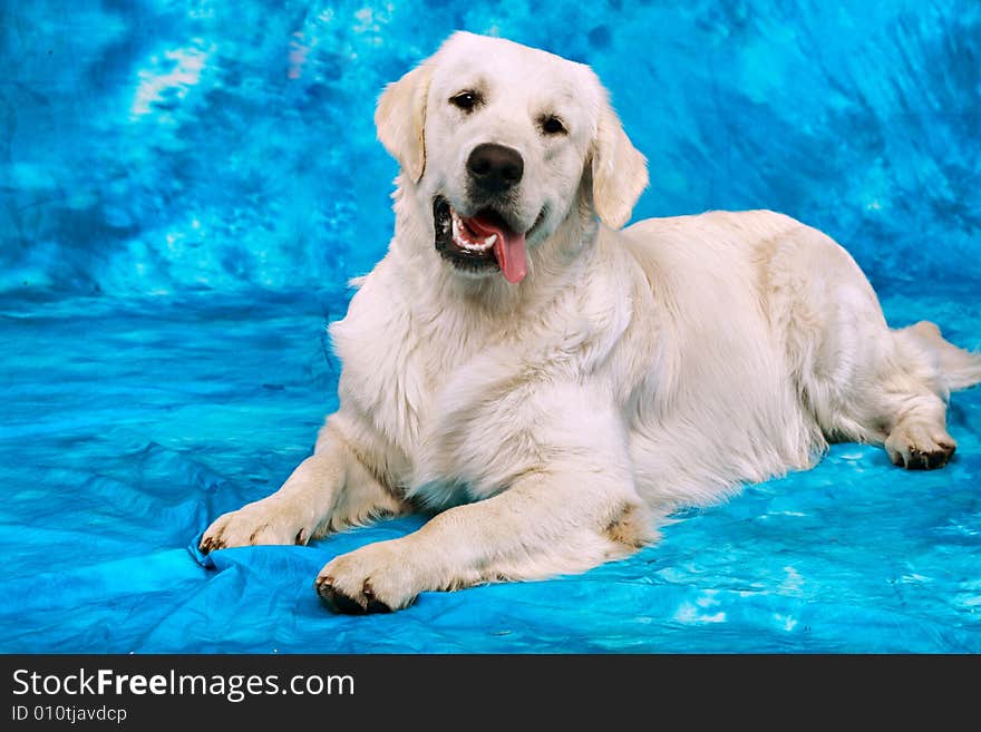 Golden retriever in the studio. Golden retriever in the studio.