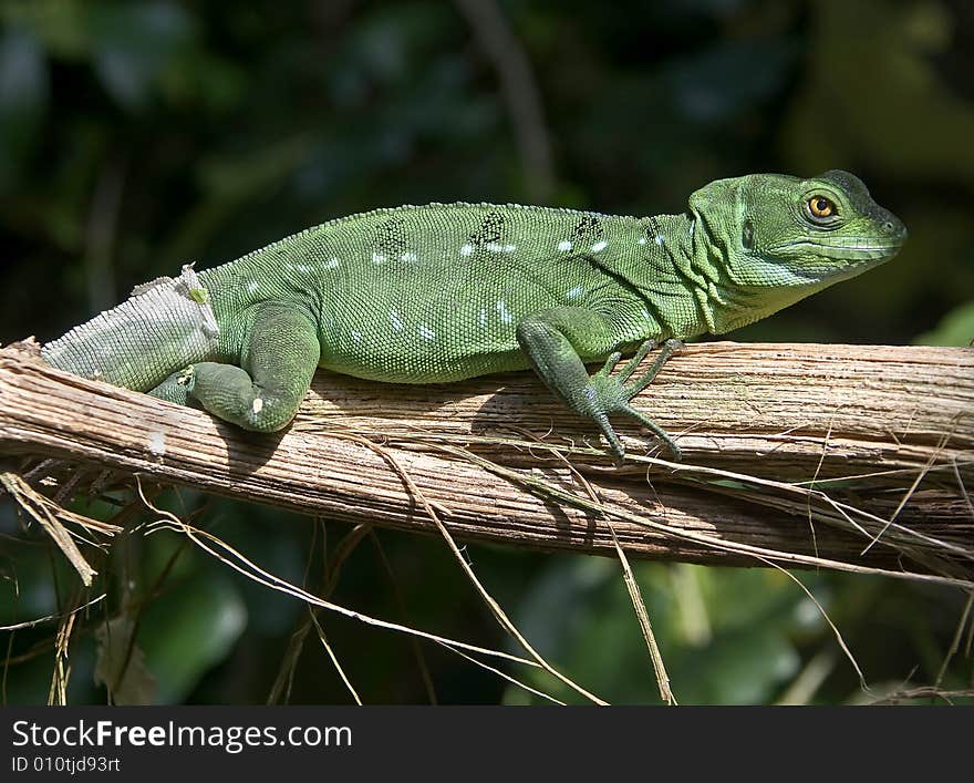 Green basilisk lizard on the branch. Green basilisk lizard on the branch