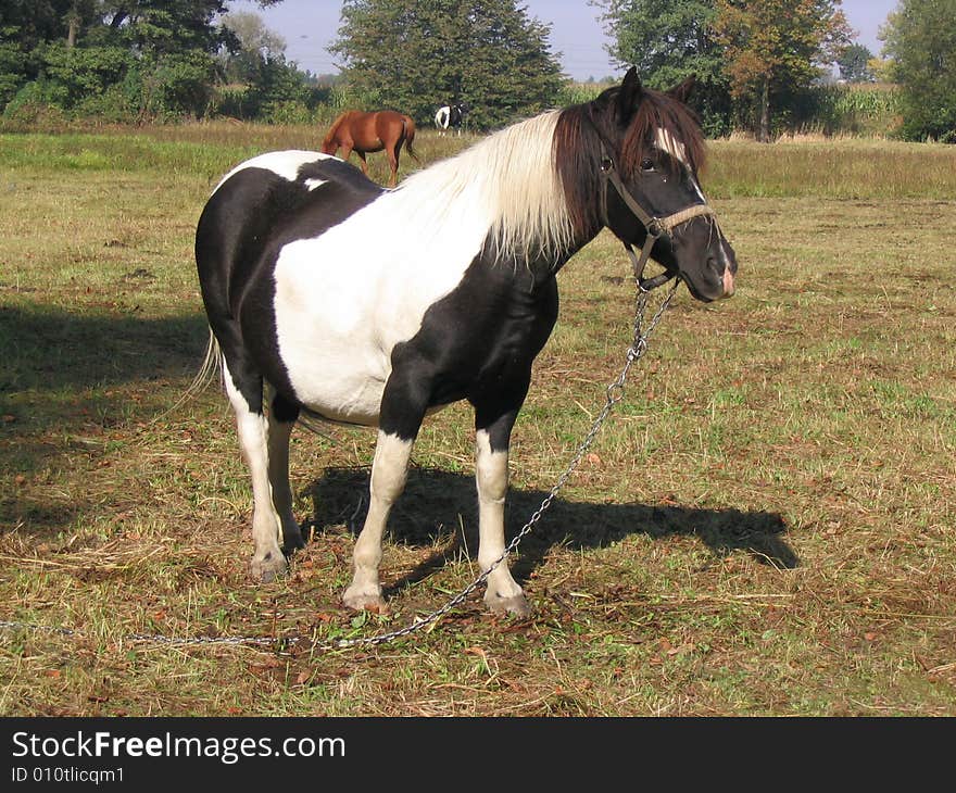 Black and White Horse on the eaten-out meadow