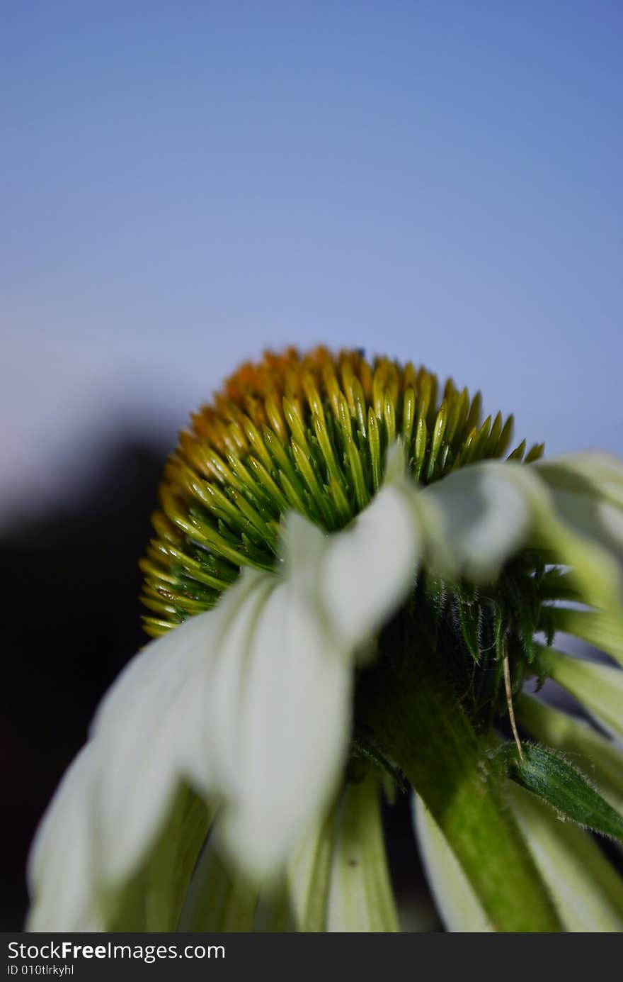 Single white coneflower, echinacea, sky in background