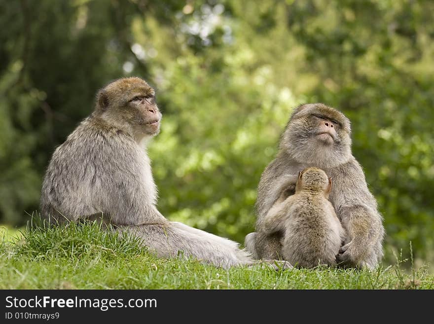 A family group of macaque monkeys. A family group of macaque monkeys