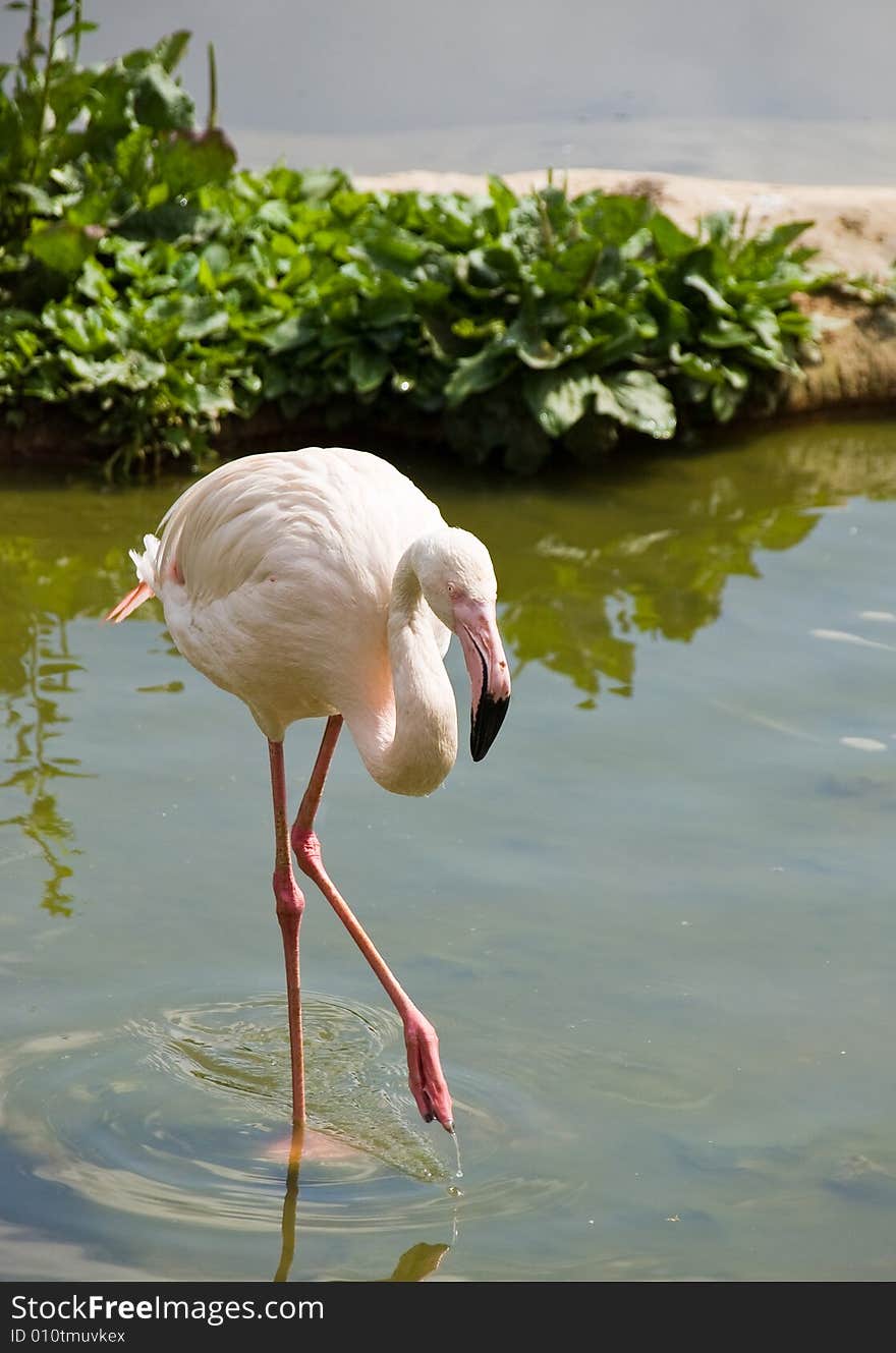 Flamingo (Phoenicopterus)