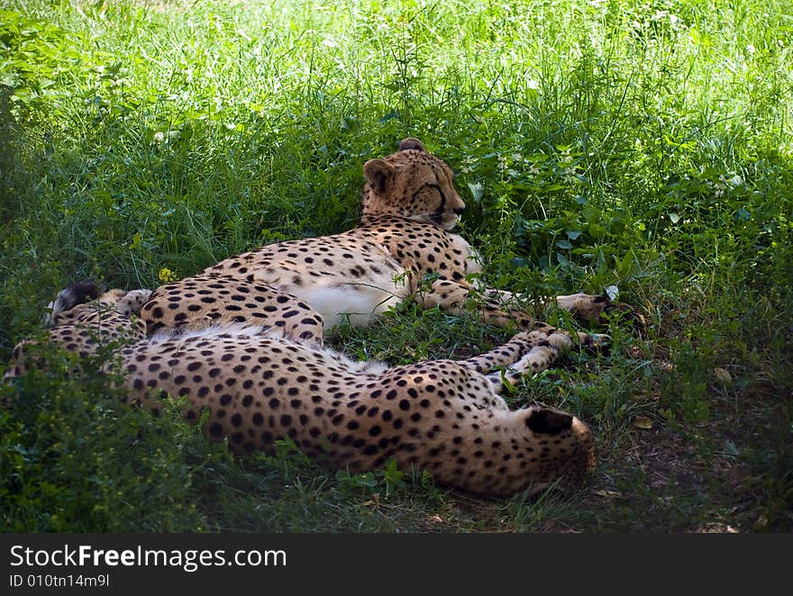 Two Cheetahs sleep on a green grass. Two Cheetahs sleep on a green grass