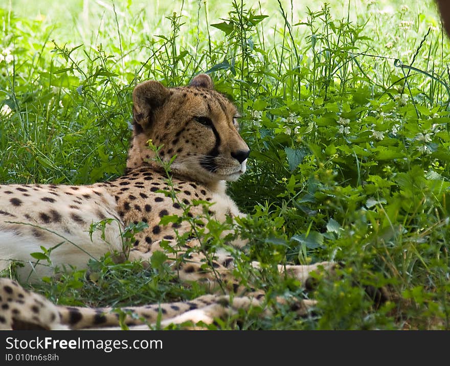 Big Cheetah (Acinonyx jubatus) lie on a grass