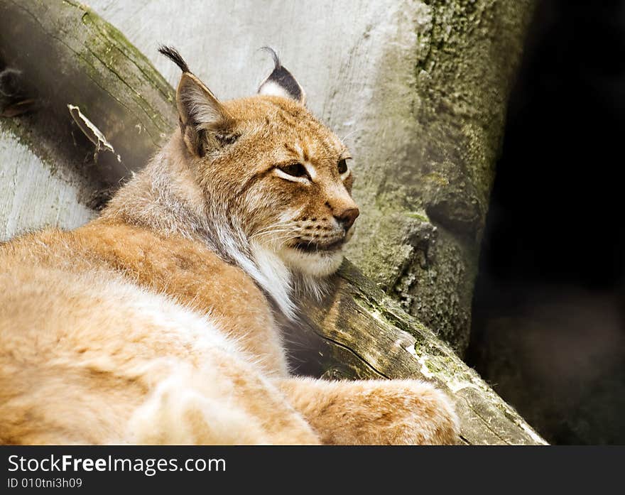 Eurasian lynx (Lynx lynx)