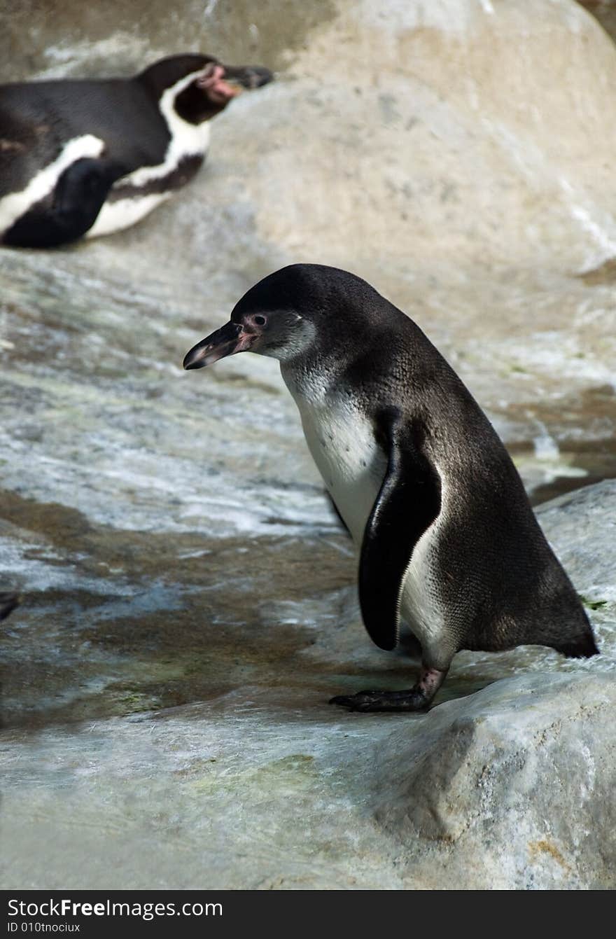 Humboldt Penguin (Spheniscus humboldti)