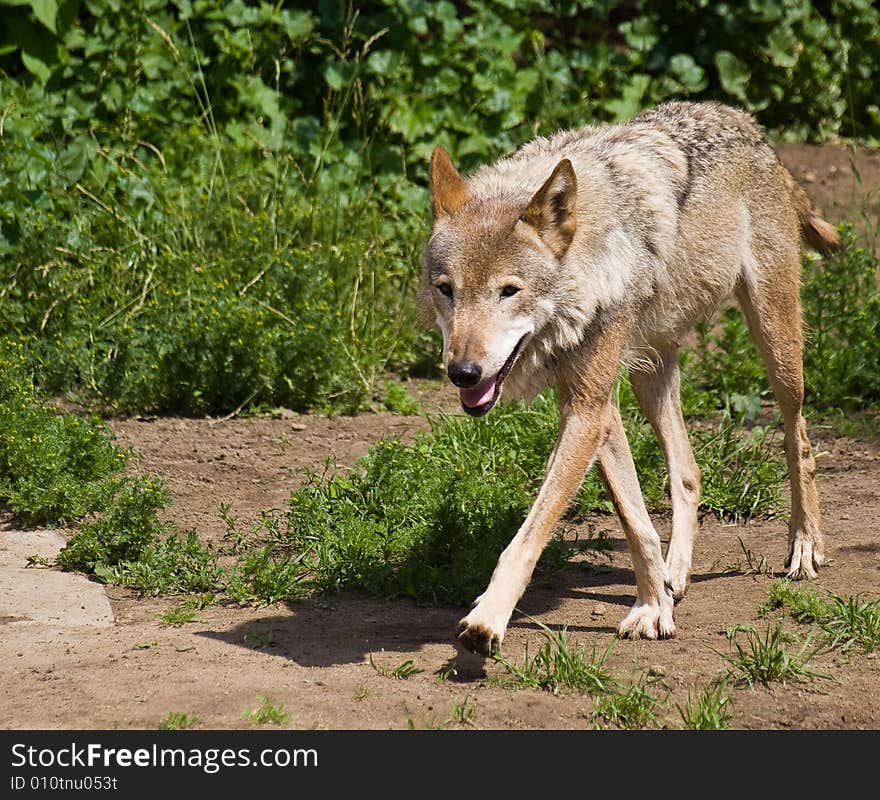 Gray Wolf (Canis lupus)