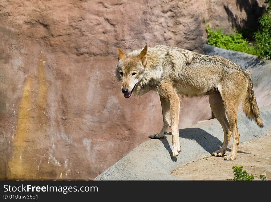 Gray Wolf (Canis lupus) stand on a edge of a ditch