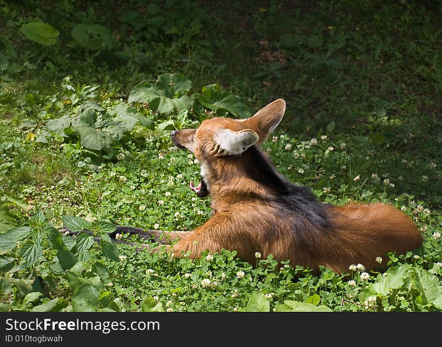 Maned Wolf lie on a grass and yawn. Maned Wolf lie on a grass and yawn