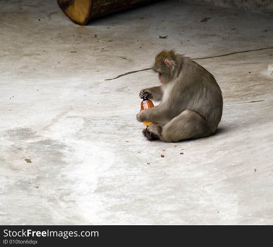 Japanese Macaque with a Brown Plastic Bottle. Japanese Macaque with a Brown Plastic Bottle