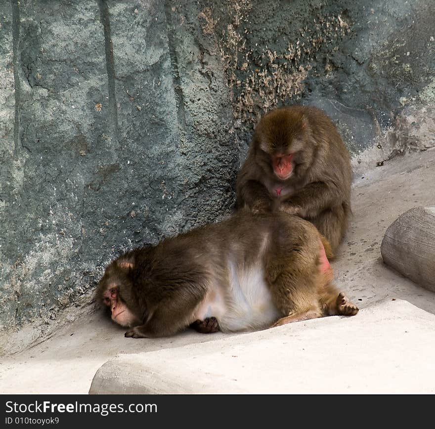 Two Japanese Macaques search a parasites. Two Japanese Macaques search a parasites