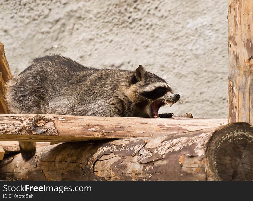 Raccoon (Procyon lotor)