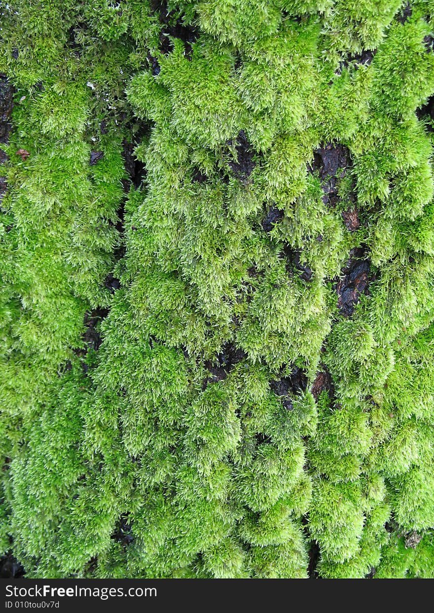 Green moss growing on a tree