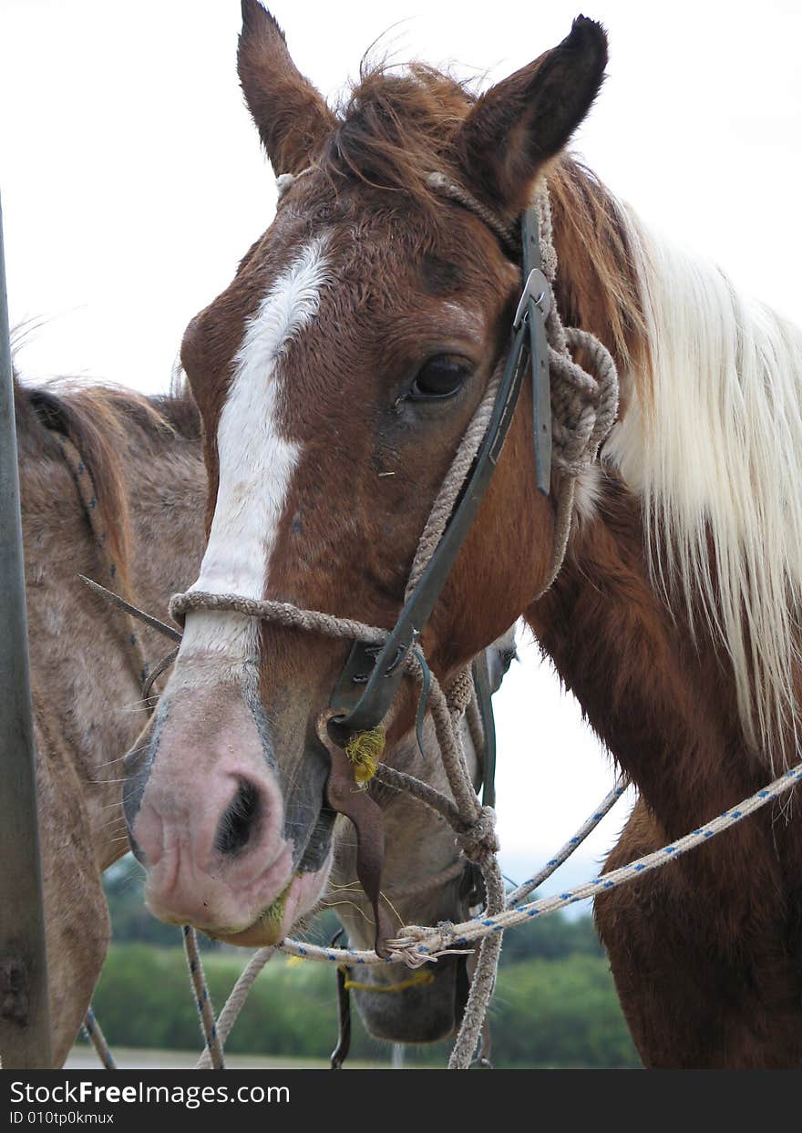 Brown and white horse attached with a rope