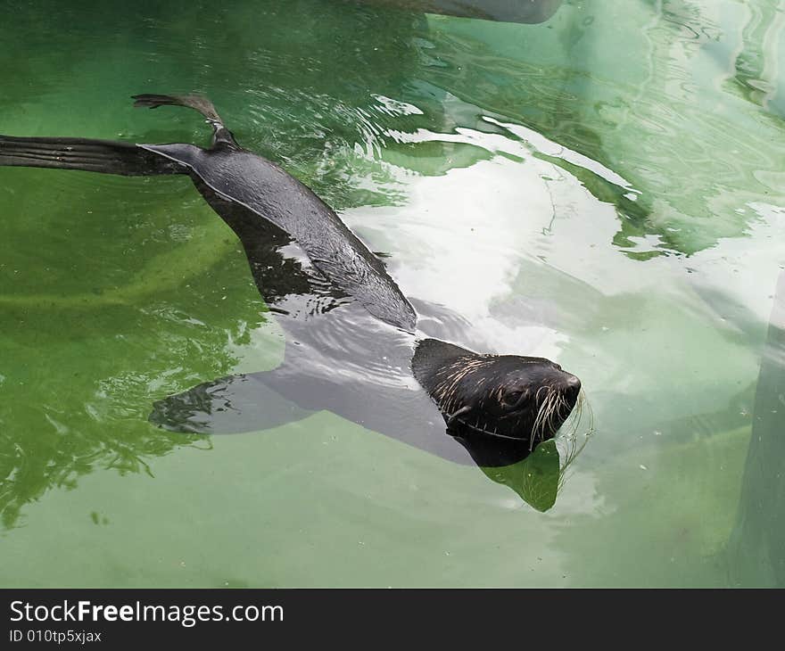 Fur Seal (Callorhinus Ursinus)