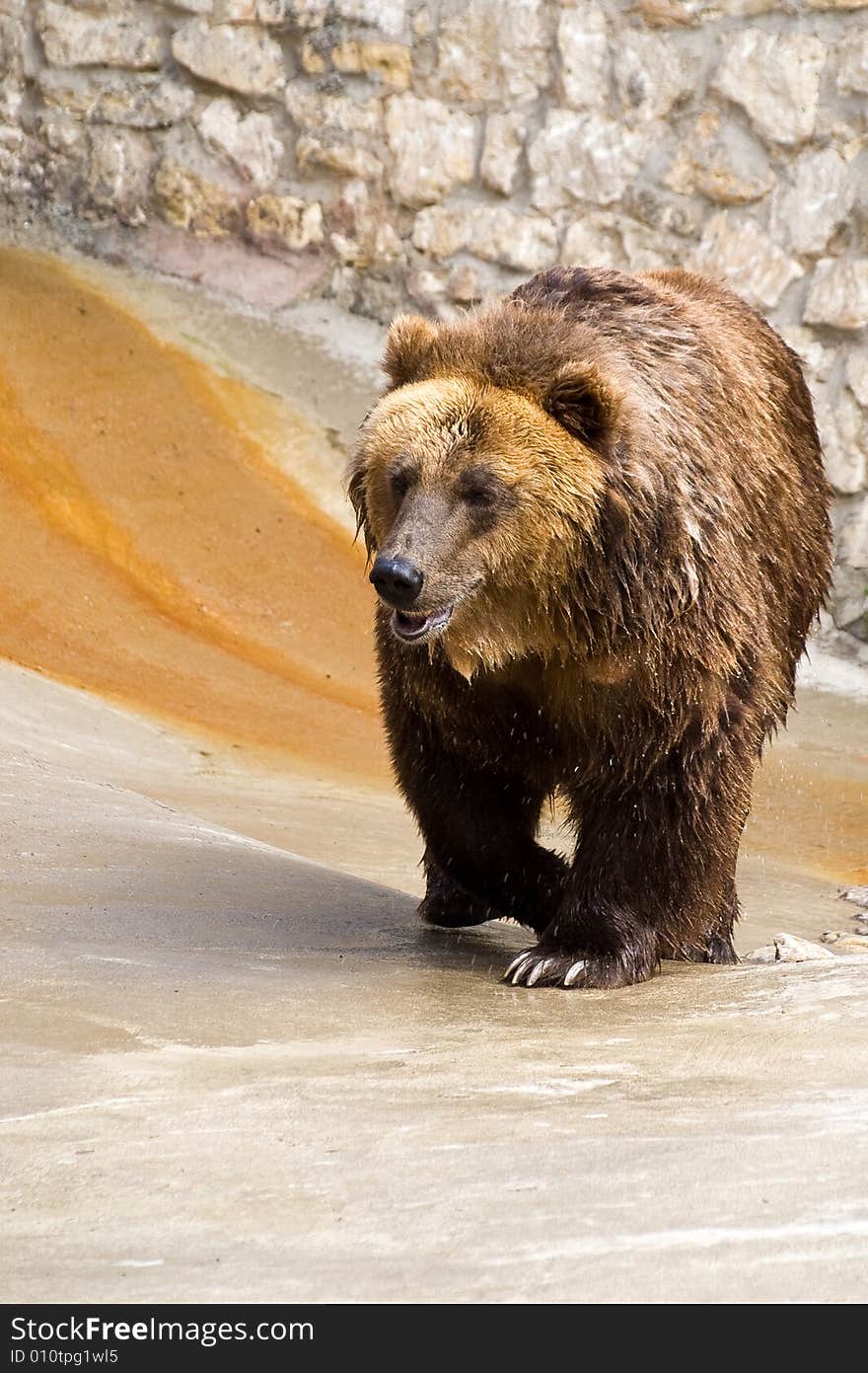 Brown Bear (Ursus Arctos)