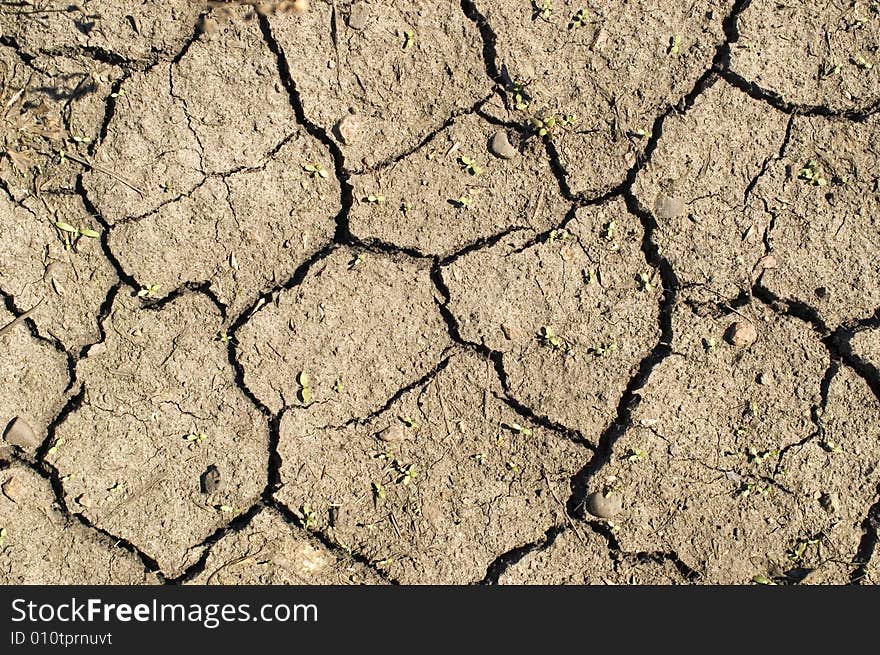 Shallow green bush on a background of dry ground.