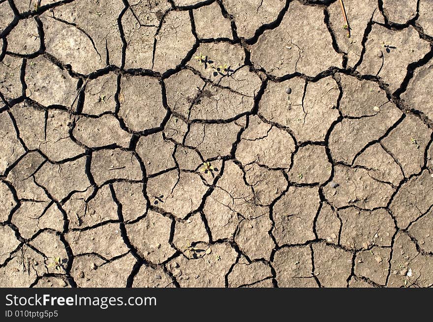 Shallow green bush. Dry ground.