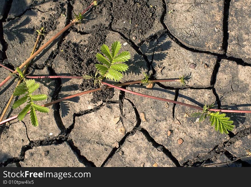 On a background of dry ground two green bushes. On a background of dry ground two green bushes.