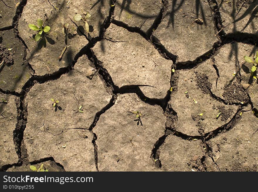 Green bush on a background of dry ground. Green bush on a background of dry ground.