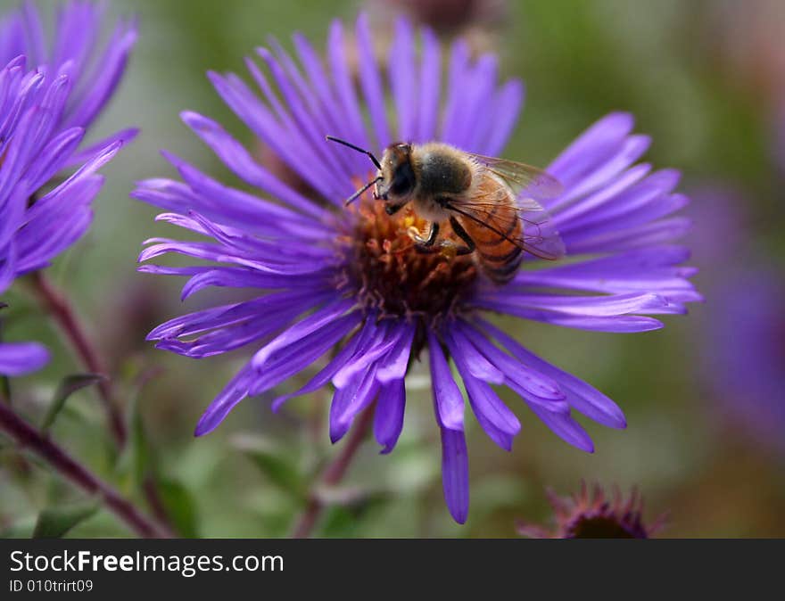 Honey bill pollinating a blue or lavender daisy. Honey bill pollinating a blue or lavender daisy