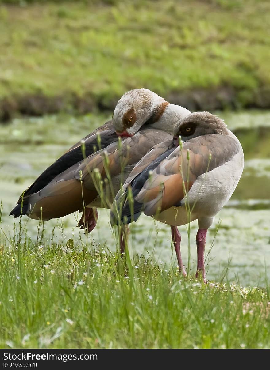 A pair of Egyptian Geese trying to nap. A pair of Egyptian Geese trying to nap.