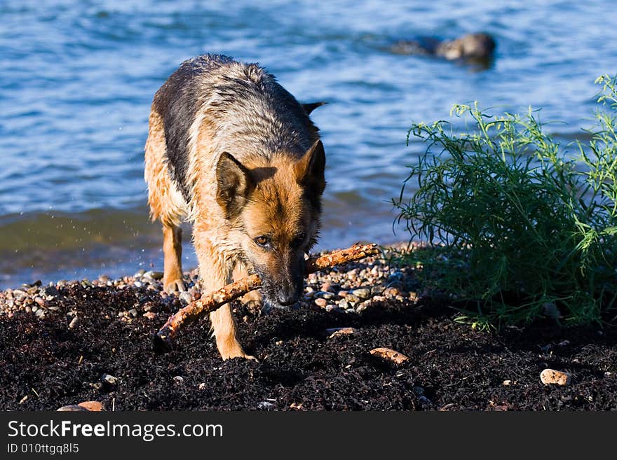 The wet sheep-dog with a stick in a mouth