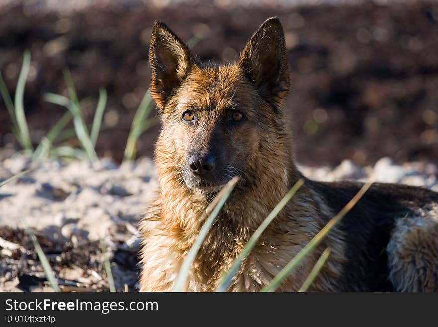 Wet Germany sheep-dog laying on the sand. Wet Germany sheep-dog laying on the sand