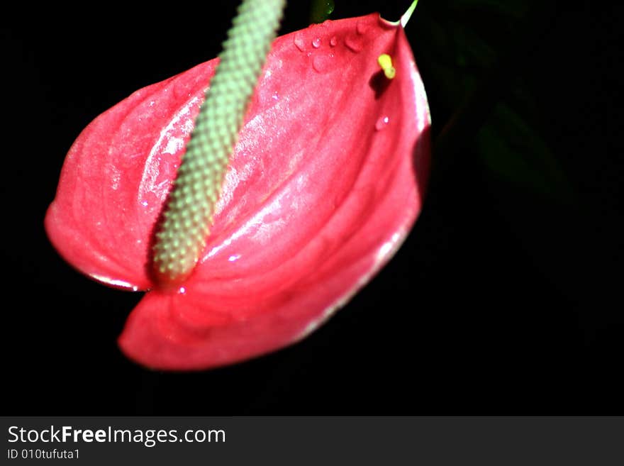 A beautiful tropical flower in full bloom