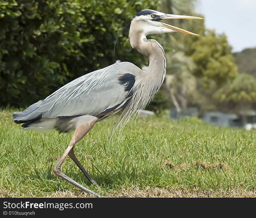 A Great Blue Heron in Florida.