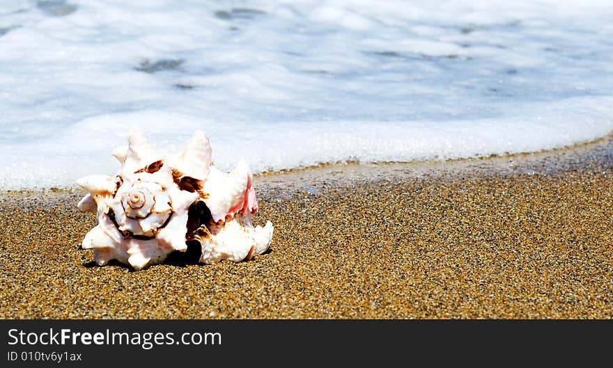 Beautiful Shell on the seaside