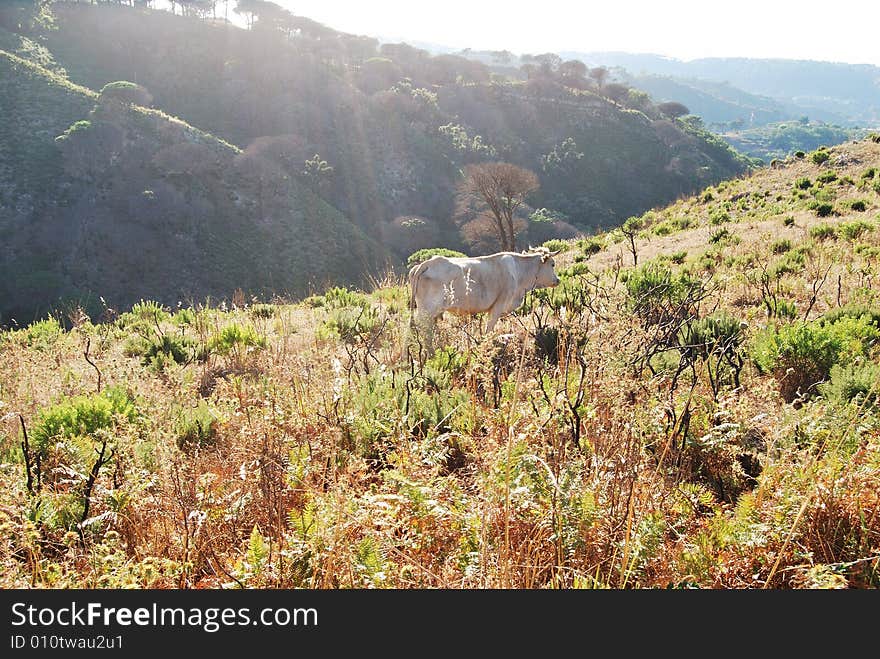 A cow at pasture on mountains