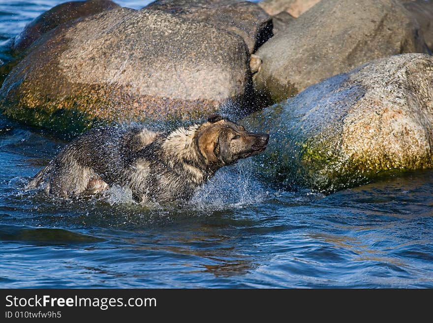 Wet Grermany sheep-dog shaking off  sea water. Wet Grermany sheep-dog shaking off  sea water