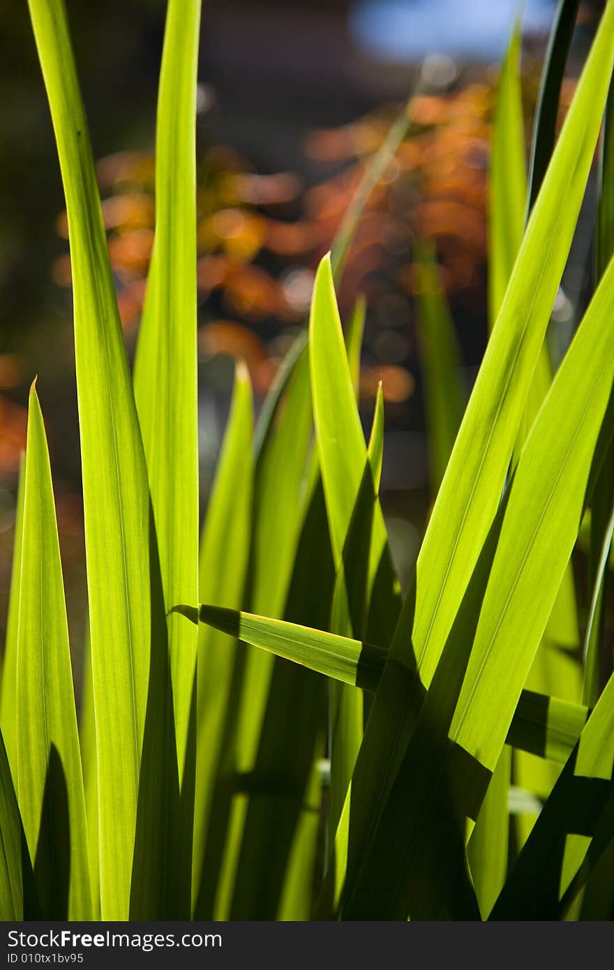 Sunlight and leaves