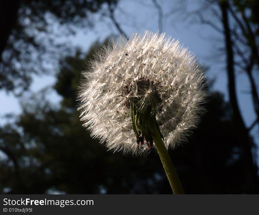 Blowball