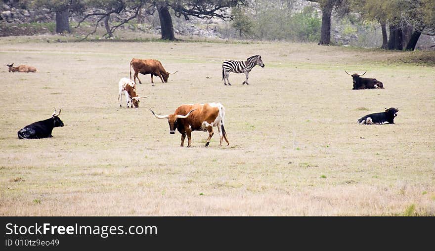 A zebra with a herd of cows. A zebra with a herd of cows.