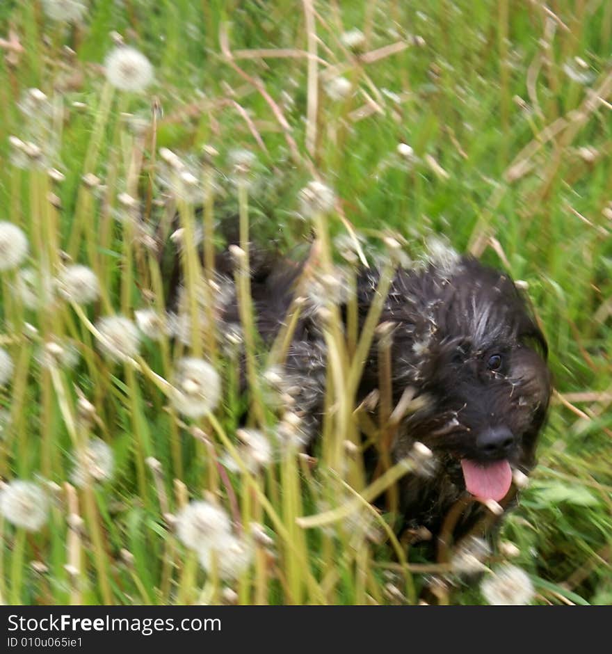 Furry dog running across the dense meadow. Furry dog running across the dense meadow