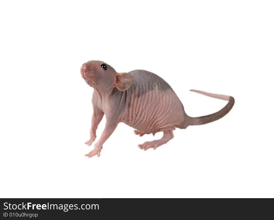 Furless Rat