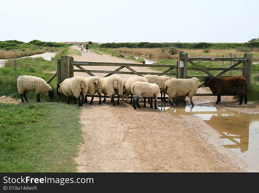 Sheep at the gate