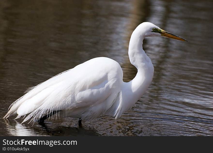 Great white egret fishing