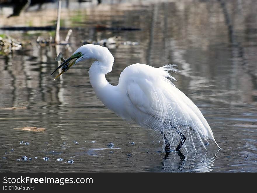 Egret with fish in a bill