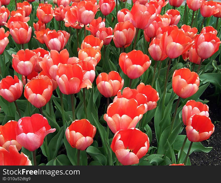 Red Tulips