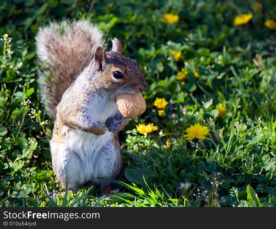 Squirrel stands on back paws on the ground  with a walnut in the mouth and looks where to hide a nut