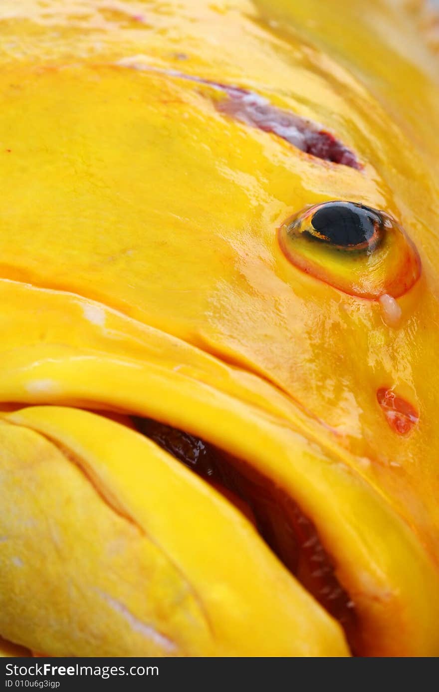 Big Yellow Fish