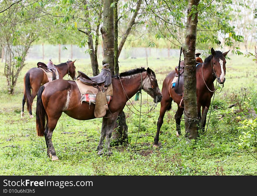 Horses tied up to trees in a green pasture. Horses tied up to trees in a green pasture