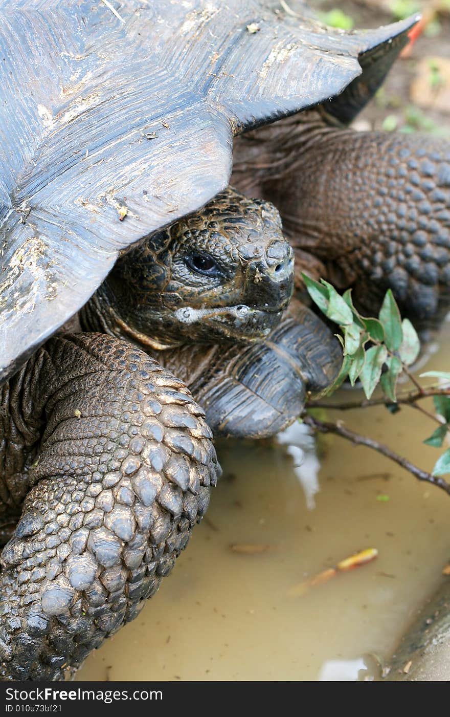 Close up Giant Galapagos Tortoise - Head Shot; on Santa Cruz Island