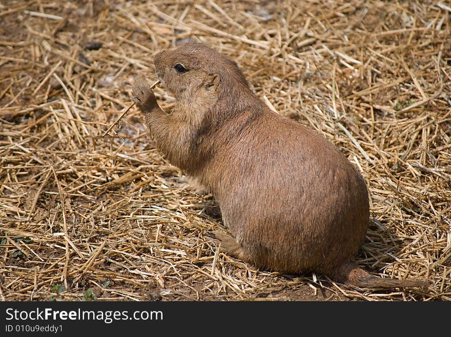 Prairie Dog