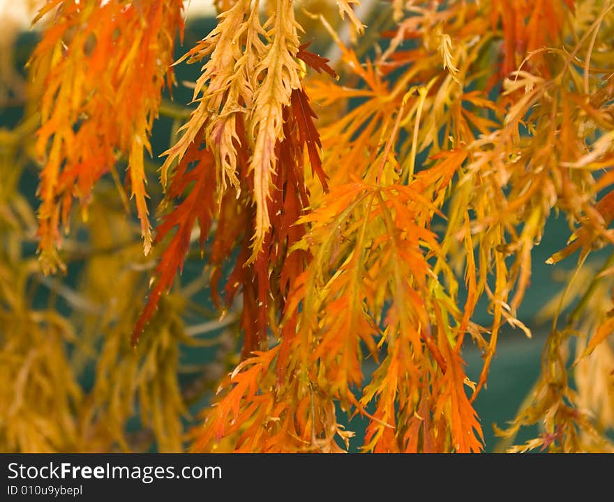 Colorful japanese maple tree leaves in autumn. Colorful japanese maple tree leaves in autumn