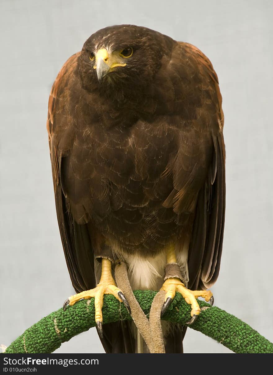 The Harris Hawk is a medium large bird of prey.